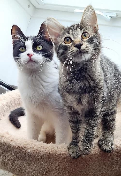 Cedric und Felix, Mixed Breed Cat for adoption at Katzenschutz Winterhude, Hamburg