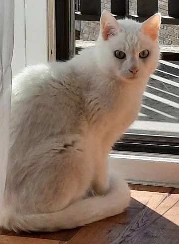Charly u. Felix, 5yo Mixed Breed Cat for adoption at Katzenschutz Winterhude, Hamburg