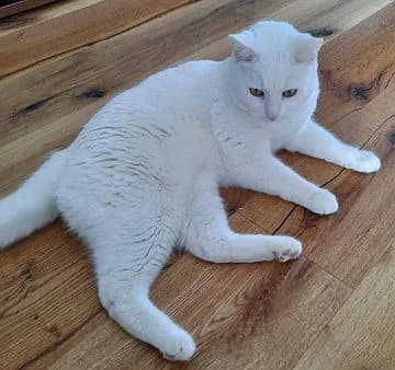 Charly u. Felix, 5yo Mixed Breed Cat for adoption at Katzenschutz Winterhude, Hamburg