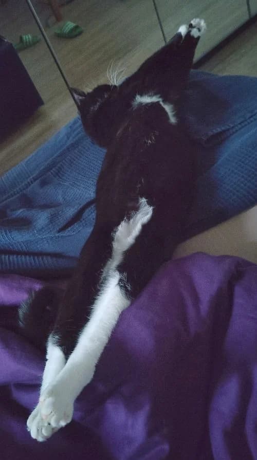 Chicki, 5yo Mixed Breed Cat for adoption at Katzenschutz Winterhude, Hamburg