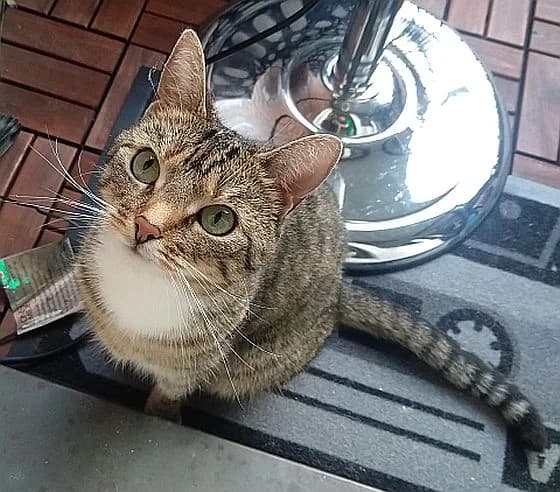 Chiquita, senior Mixed Breed Cat for adoption at Katzenschutz Winterhude, Hamburg