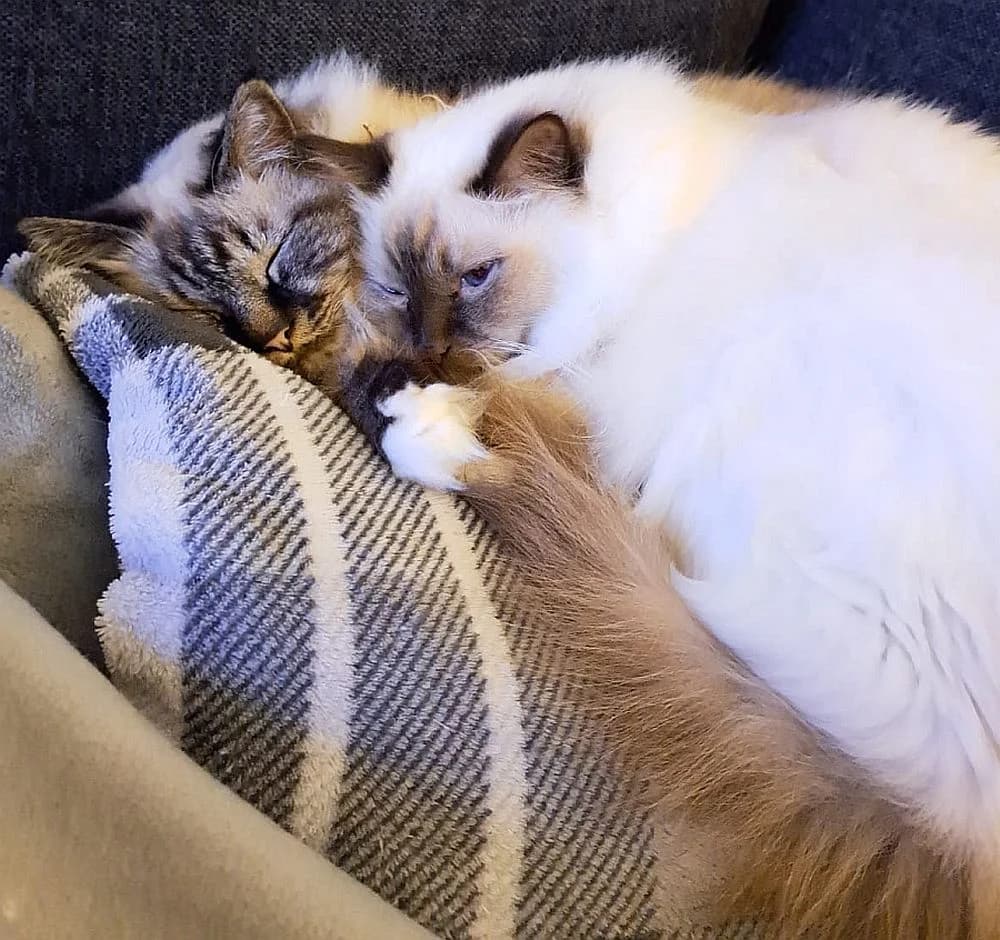 Choci & Mailow, senior Mixed Breed Cat for adoption at Katzenschutz Winterhude, Hamburg