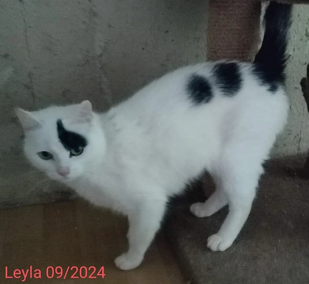 Leyla, young Mixed Breed Cat for adoption at Katzenschutz Winterhude, Hamburg