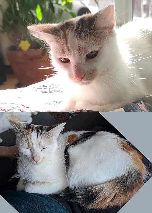 Christa, young Mixed Breed Cat for adoption at Katzenschutz Winterhude, Hamburg