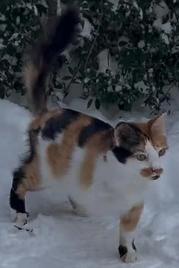 Coco, 4yo Mixed Breed Cat for adoption at Katzenschutz Winterhude, Hamburg