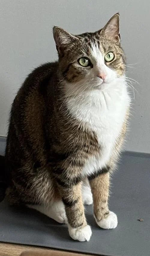 Daisy, young Mixed Breed Cat for adoption at Katzenschutz Winterhude, Hamburg