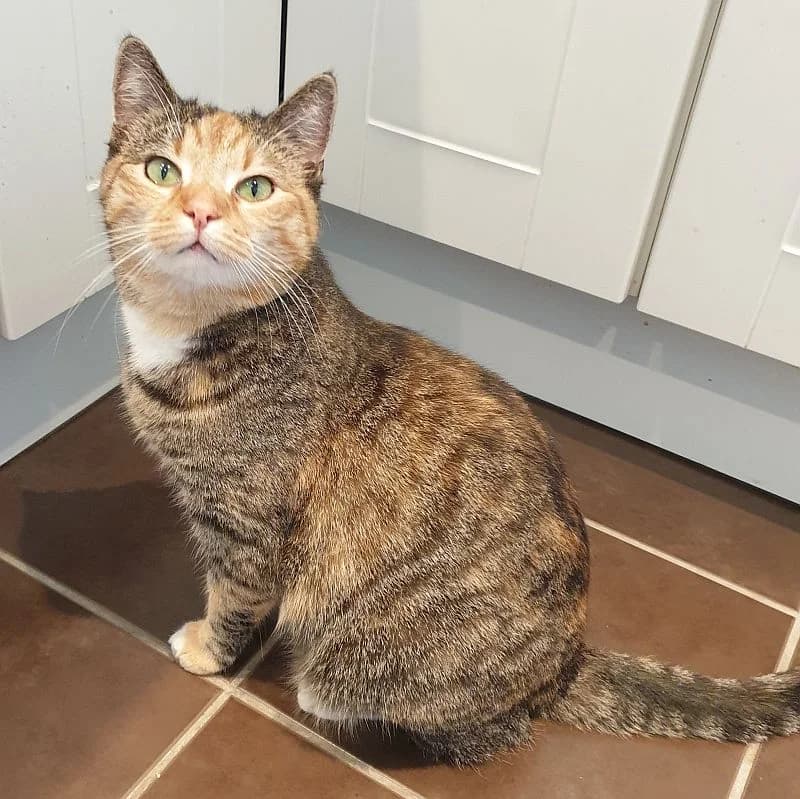 Daisy, 5yo Mixed Breed Cat for adoption at Katzenschutz Winterhude, Hamburg