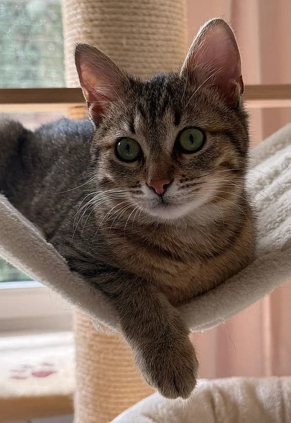 Dea, young Mixed Breed Cat for adoption at Katzenschutz Winterhude, Hamburg