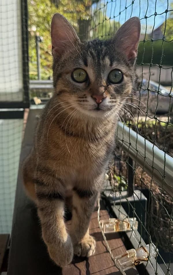 Dea, young Mixed Breed Cat for adoption at Katzenschutz Winterhude, Hamburg