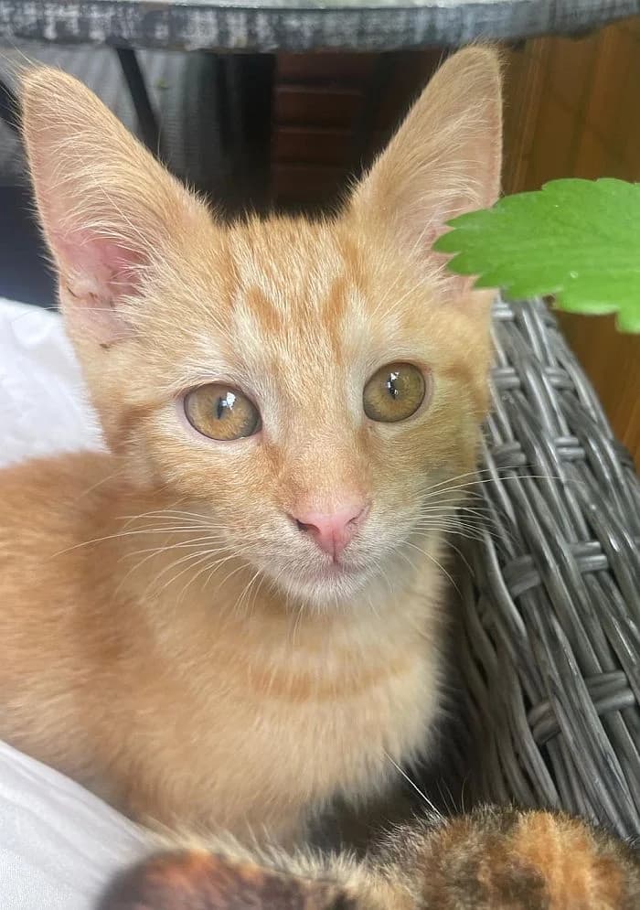 Diego, Mixed Breed Cat for adoption at Katzenschutz Winterhude, Hamburg