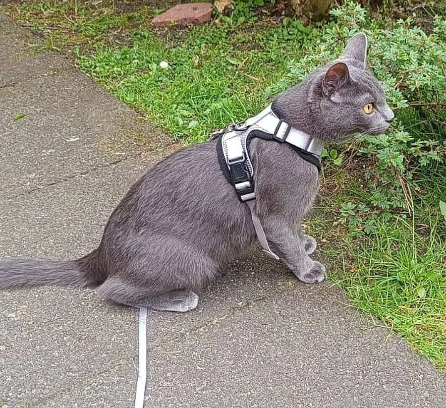 Eddie, young Mixed Breed Cat for adoption at Katzenschutz Winterhude, Hamburg