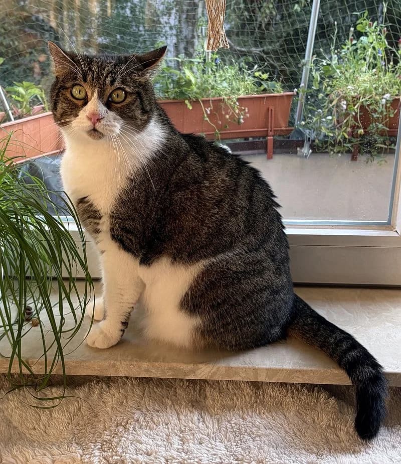 Elroy § Mikesch, 7yo Mixed Breed Cat for adoption at Katzenschutz Winterhude, Hamburg