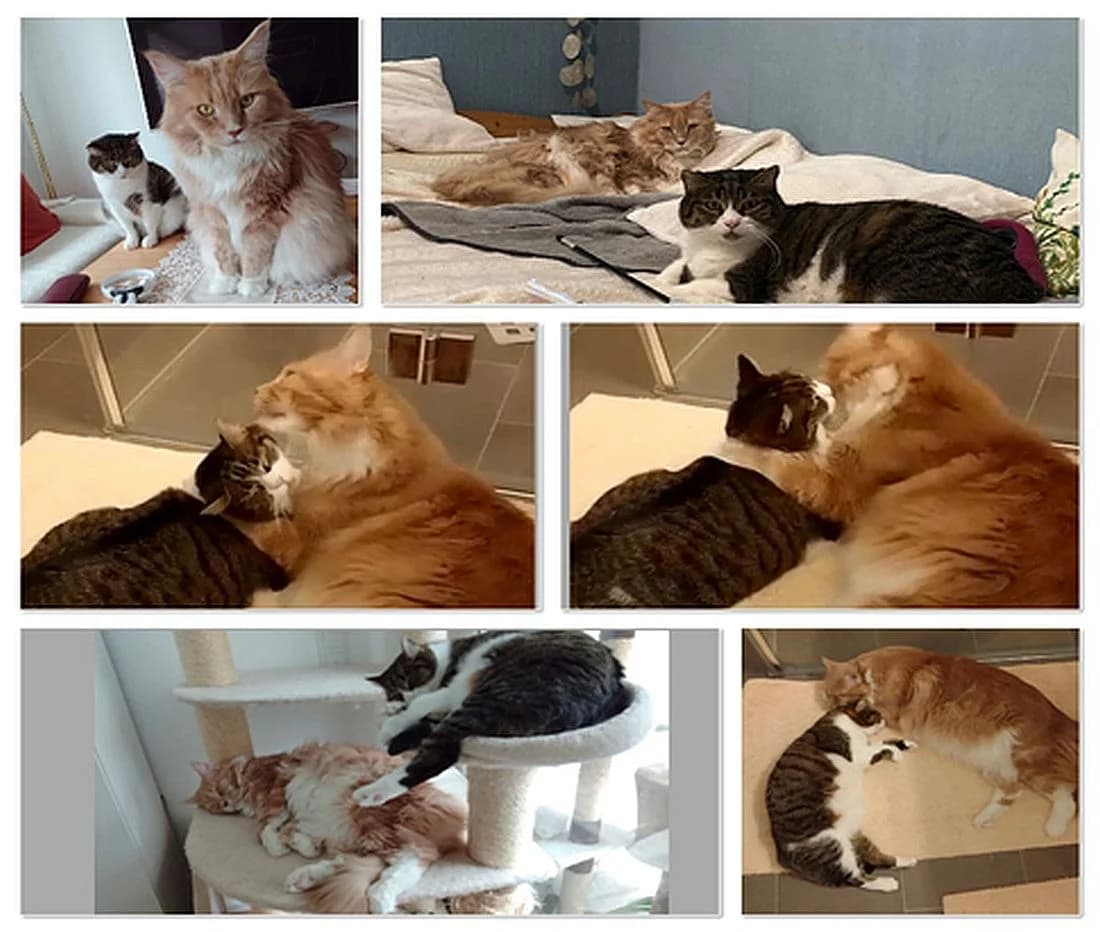 Elroy & Mikesch, 7yo Mixed Breed Cat for adoption at Katzenschutz Winterhude, Hamburg