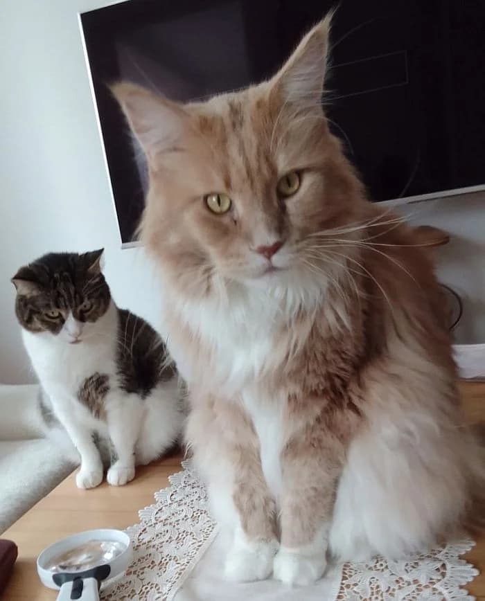 Elroy & Mikesch, 7yo Mixed Breed Cat for adoption at Katzenschutz Winterhude, Hamburg