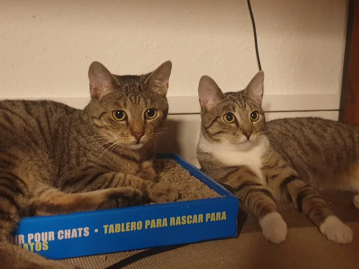 Elsa und Dorie, Mixed Breed Cat for adoption at Katzenschutz Winterhude, Hamburg
