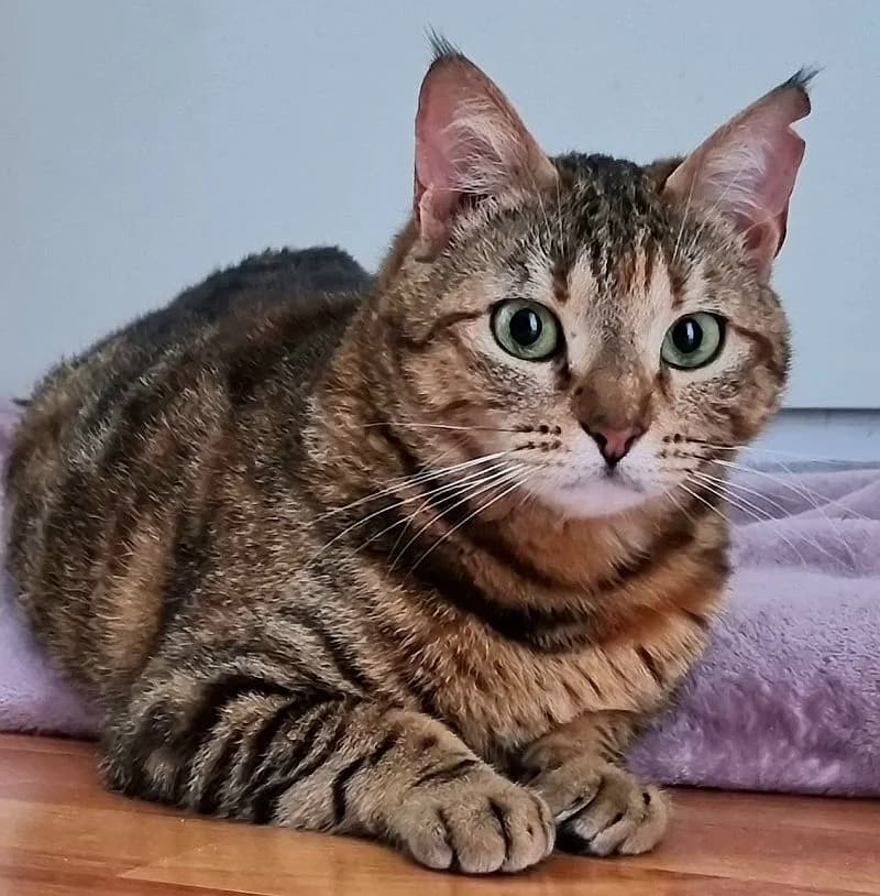 Emma, young Mixed Breed Cat for adoption at Katzenschutz Winterhude, Hamburg