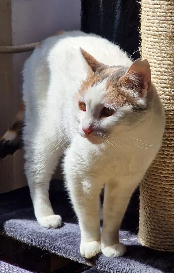 Eva, 5yo Mixed Breed Cat for adoption at Katzenschutz Winterhude, Hamburg