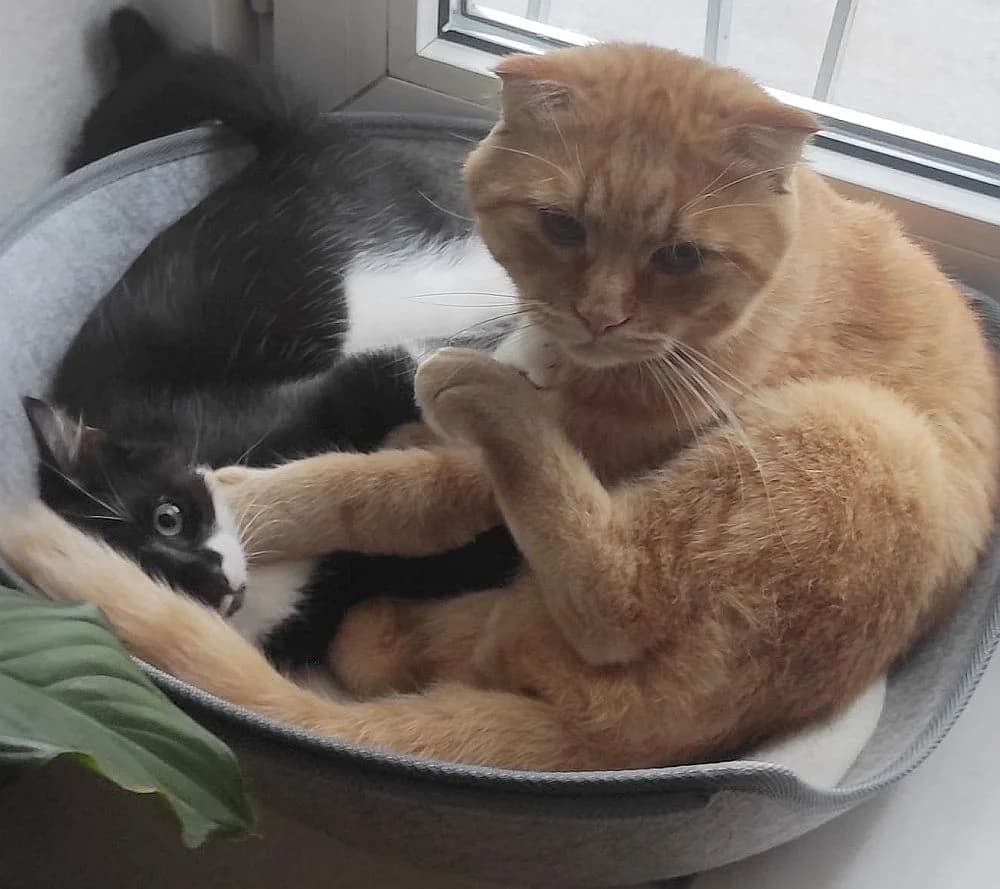Fatos, young Mixed Breed Cat for adoption at Katzenschutz Winterhude, Hamburg