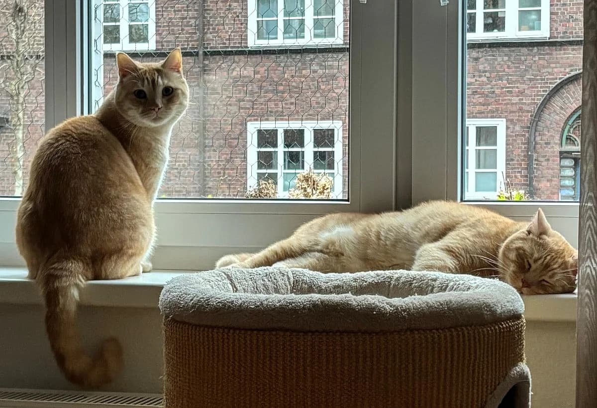 Felix & Filou, 3yo Mixed Breed Cat for adoption at Katzenschutz Winterhude, Hamburg