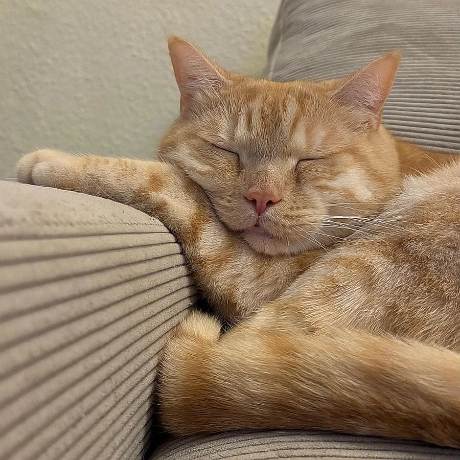 Filou, 4yo Mixed Breed Cat for adoption at Katzenschutz Winterhude, Hamburg