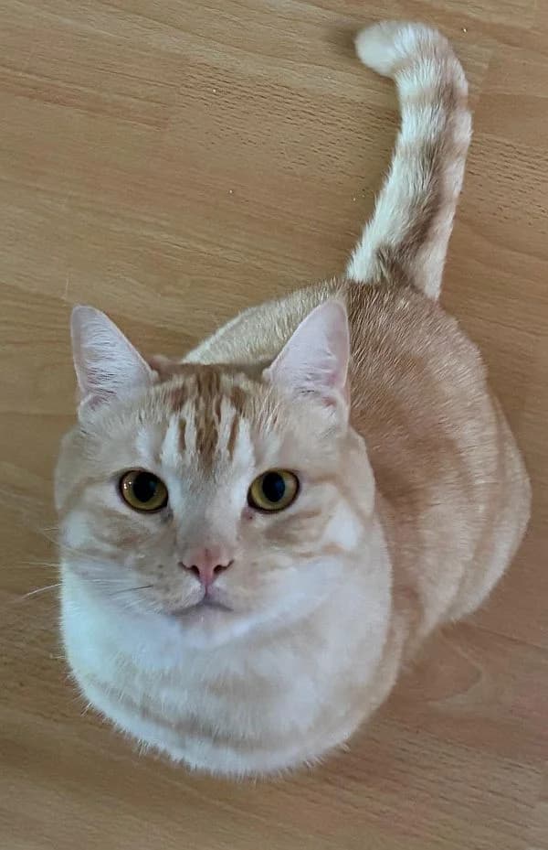 Filou, 4yo Mixed Breed Cat for adoption at Katzenschutz Winterhude, Hamburg