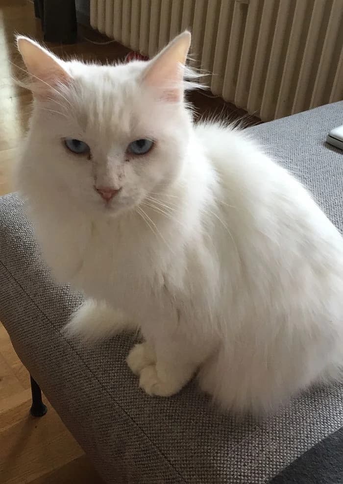 Flocke, senior Mixed Breed Cat for adoption at Katzenschutz Winterhude, Hamburg