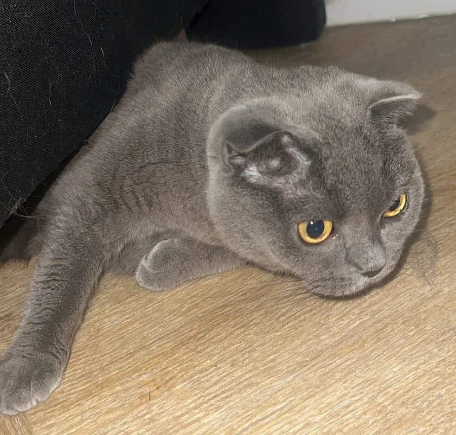 Franka, 4yo Mixed Breed Cat for adoption at Katzenschutz Winterhude, Hamburg