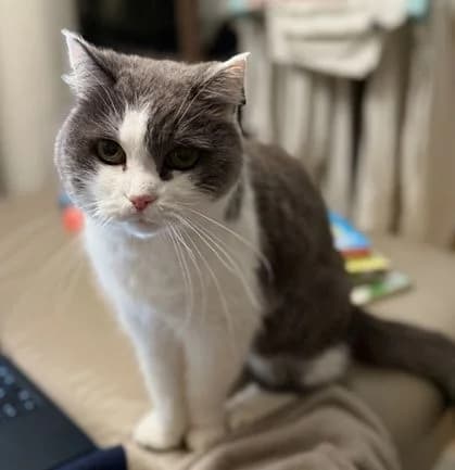 Freddy, senior Mixed Breed Cat for adoption at Katzenschutz Winterhude, Hamburg