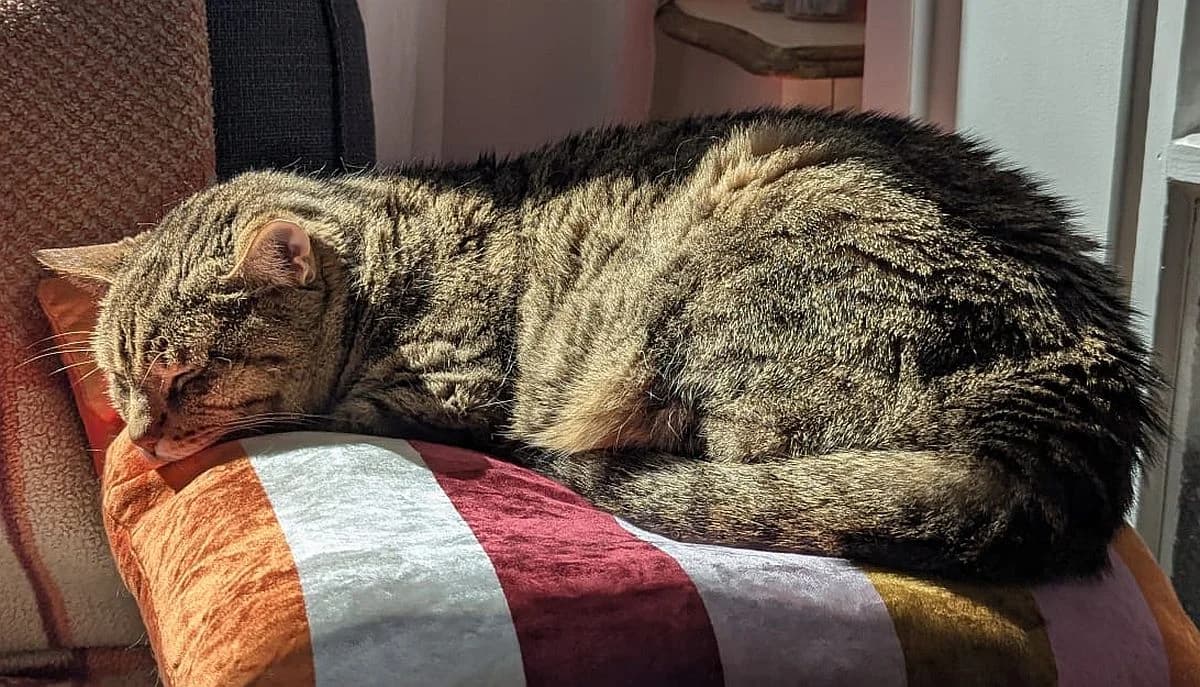 Frida & Fridolin, senior Mixed Breed Cat for adoption at Katzenschutz Winterhude, Hamburg