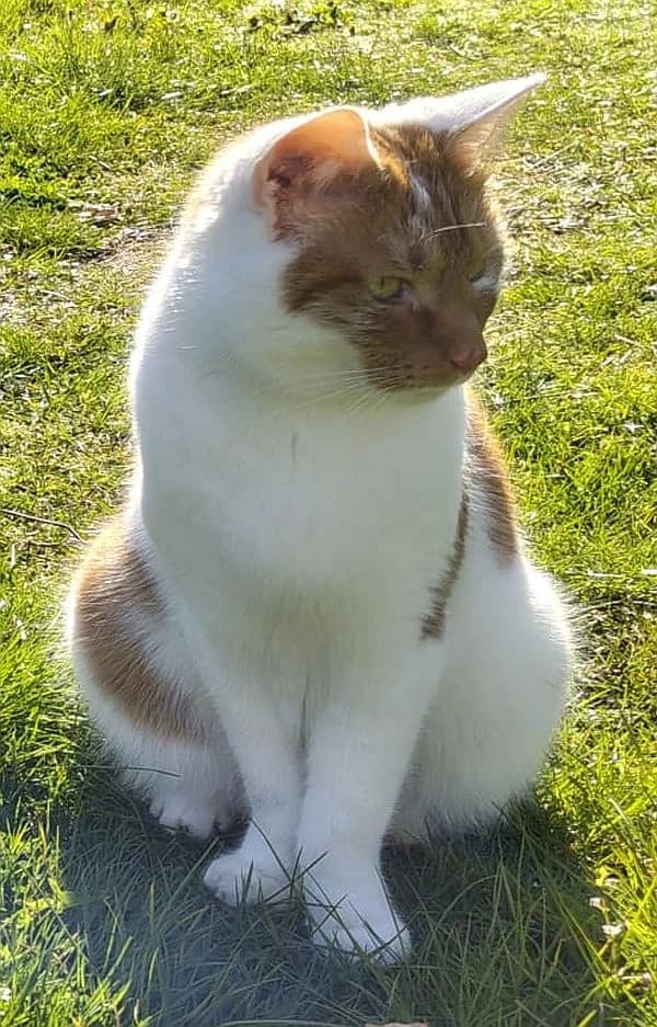 Frida & Fridolin, 6yo Mixed Breed Cat for adoption at Katzenschutz Winterhude, Hamburg