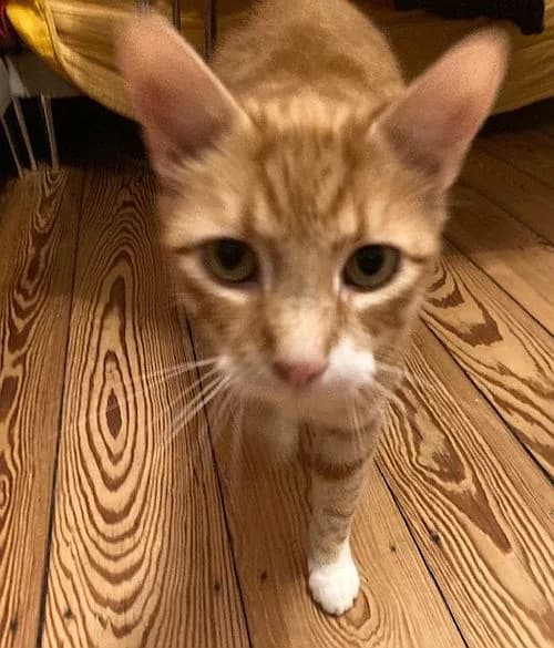 Fuchsi, senior Mixed Breed Cat for adoption at Katzenschutz Winterhude, Hamburg