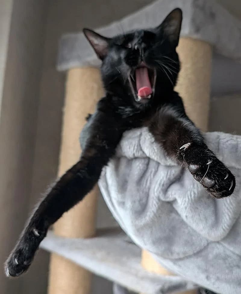 Grape, young Mixed Breed Cat for adoption at Katzenschutz Winterhude, Hamburg