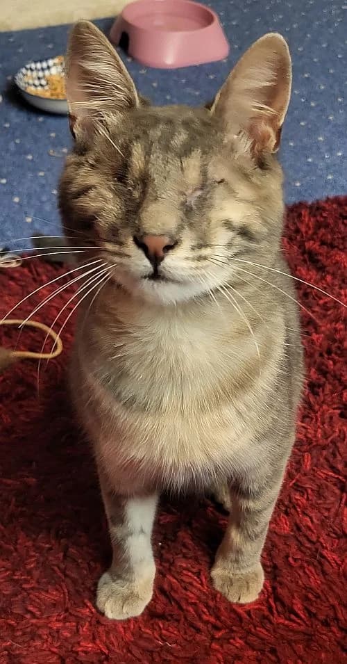 Gray, young Mixed Breed Cat for adoption at Katzenschutz Winterhude, Hamburg
