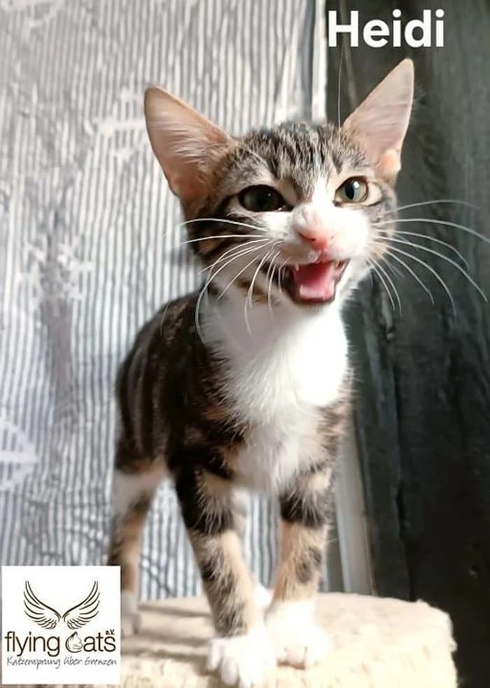 Heidi, puppy Mixed Breed Cat for adoption at Katzenschutz Winterhude, Hamburg