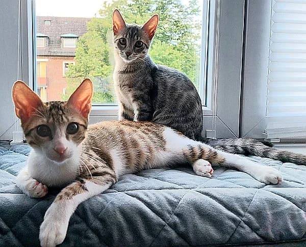 Heinz u. Hanna, Mixed Breed Cat for adoption at Katzenschutz Winterhude, Hamburg