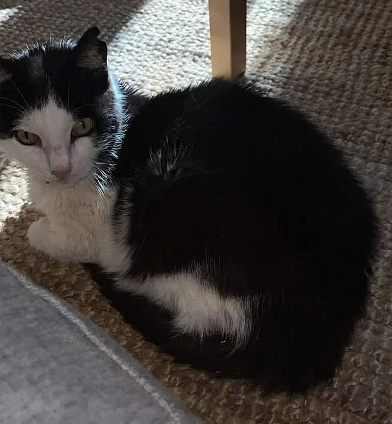 Hope, senior Mixed Breed Cat for adoption at Katzenschutz Winterhude, Hamburg