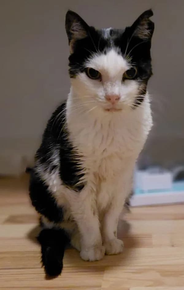 Hope, senior Mixed Breed Cat for adoption at Katzenschutz Winterhude, Hamburg