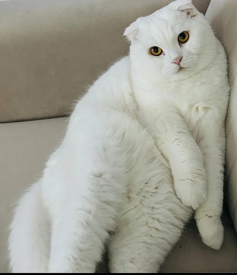 Huzur, 6yo Mixed Breed Cat for adoption at Katzenschutz Winterhude, Hamburg