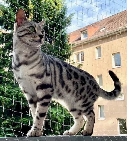 Ivy, 3yo Mixed Breed Cat for adoption at Katzenschutz Winterhude, Hamburg