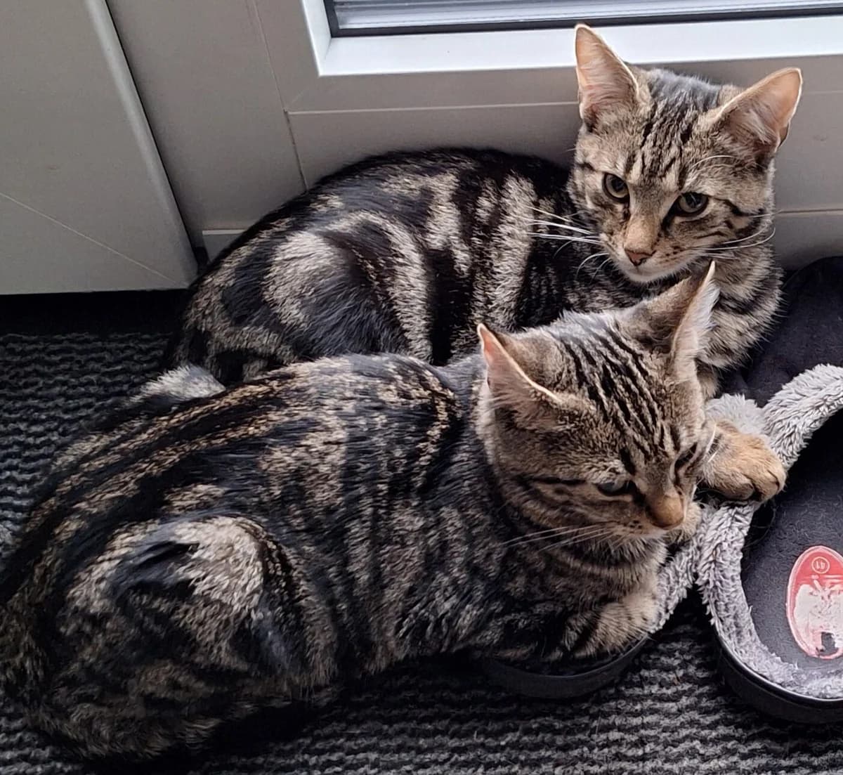 Jake und Rosi, Mixed Breed Cat for adoption at Katzenschutz Winterhude, Hamburg