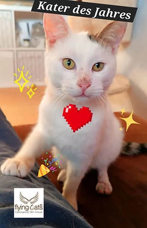 Jasper, Mixed Breed Cat for adoption at Katzenschutz Winterhude, Hamburg