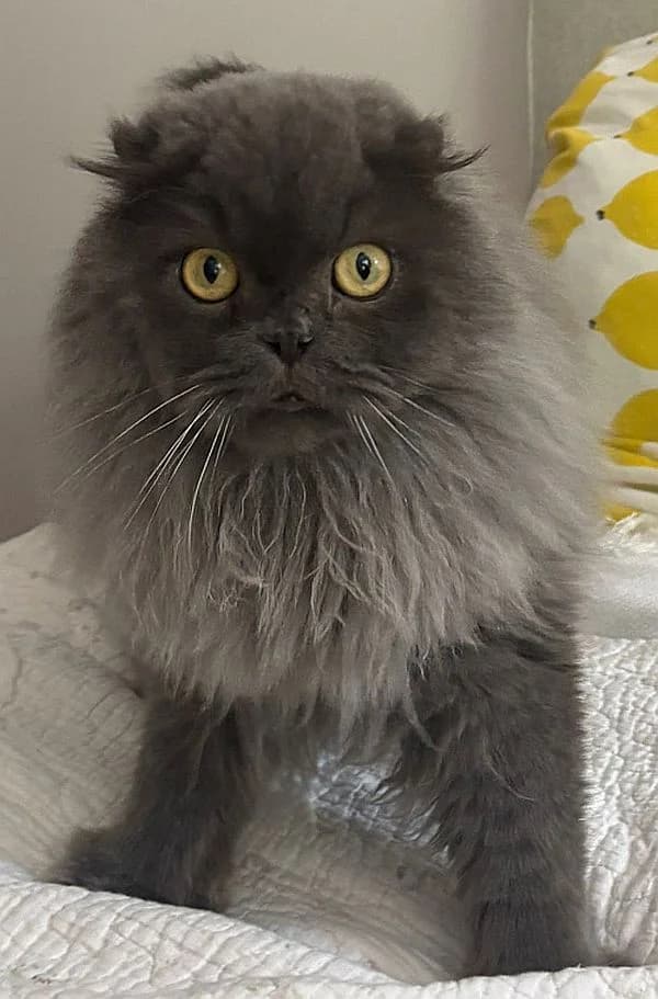 Jerry, 3yo Mixed Breed Cat for adoption at Katzenschutz Winterhude, Hamburg
