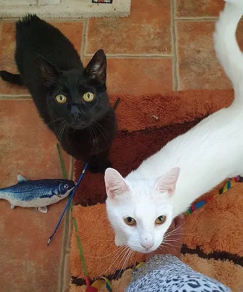 Joulie 3 J. u. Pretty, 3yo Mixed Breed Cat for adoption at Katzenschutz Winterhude, Hamburg