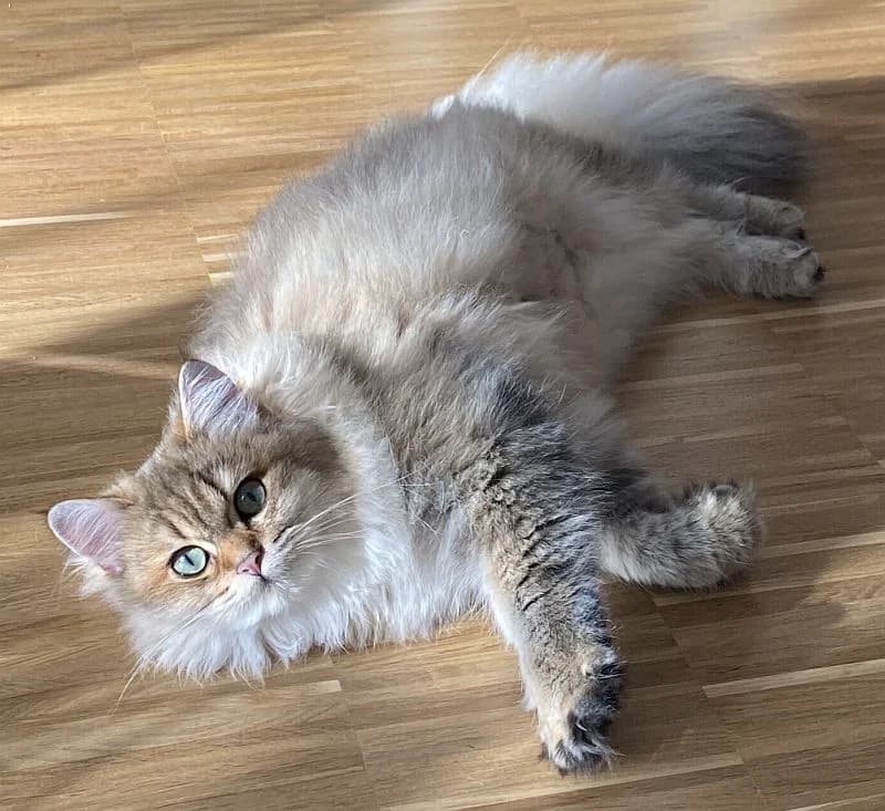 Juna, 3yo Mixed Breed Cat for adoption at Katzenschutz Winterhude, Hamburg
