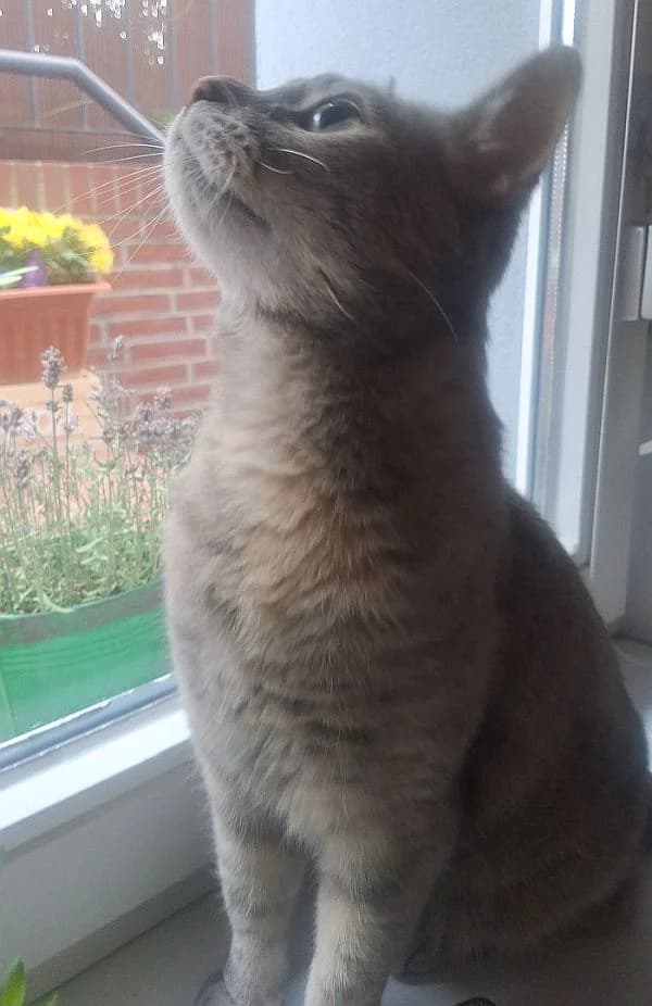 Kaida, 5yo Mixed Breed Cat for adoption at Katzenschutz Winterhude, Hamburg