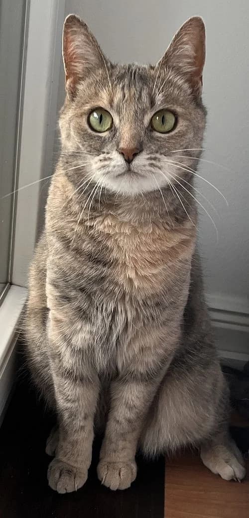 Kaida, 6yo Mixed Breed Cat for adoption at Katzenschutz Winterhude, Hamburg