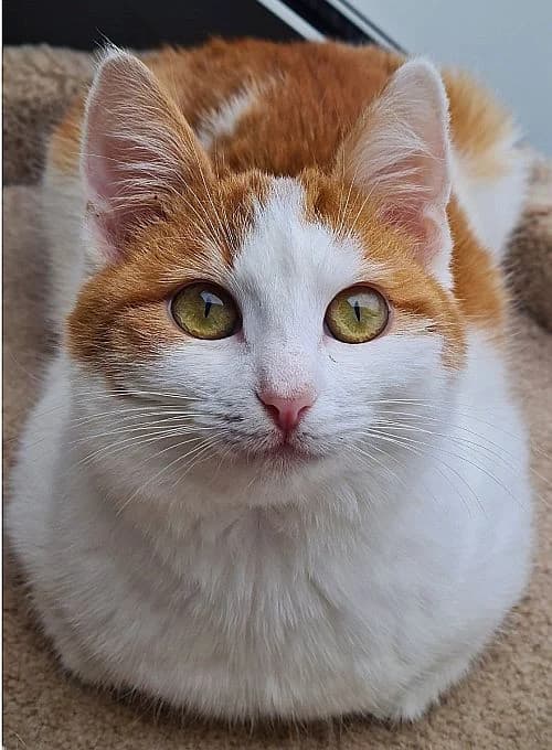 Kasper, young Mixed Breed Cat for adoption at Katzenschutz Winterhude, Hamburg