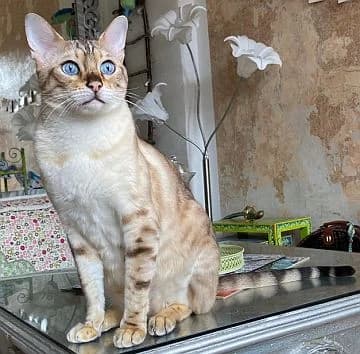 Keyori, 5yo Mixed Breed Cat for adoption at Katzenschutz Winterhude, Hamburg