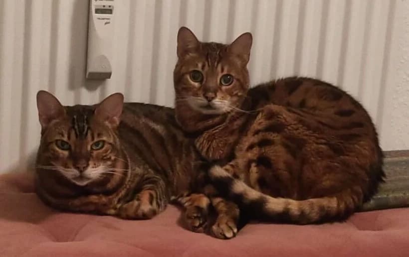 Kissimee und Simbajo, senior Mixed Breed Cat for adoption at Katzenschutz Winterhude, Hamburg