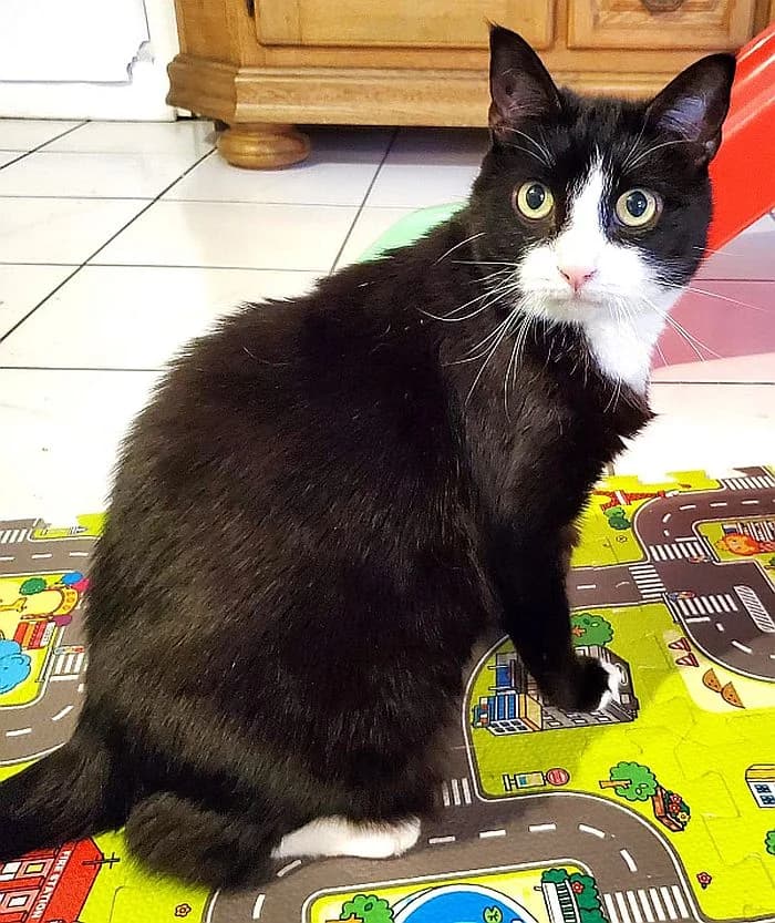 Kitty, young Mixed Breed Cat for adoption at Katzenschutz Winterhude, Hamburg